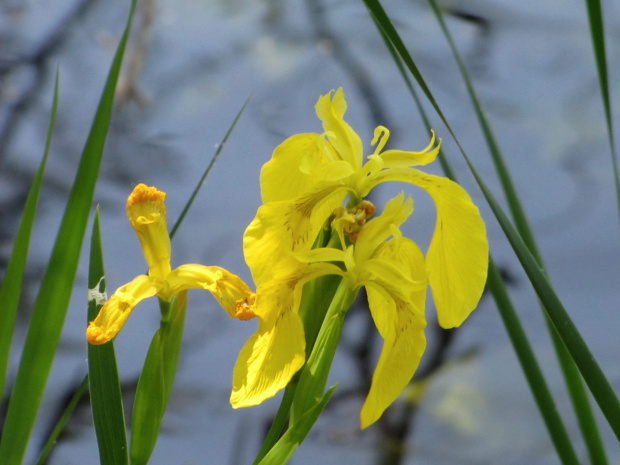 kosatec žltý Iris pseudacorus L.