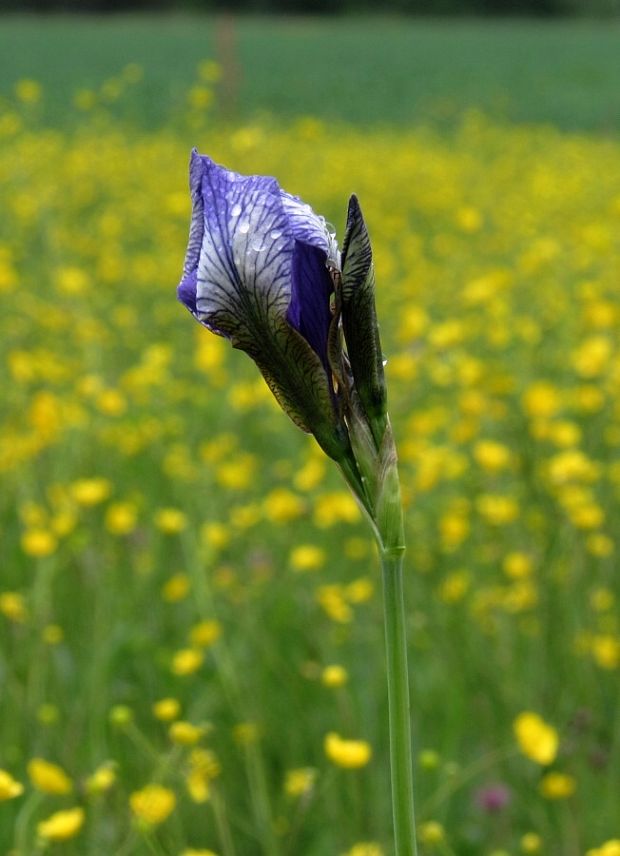 kosatec sibírsky Iris sibirica L.