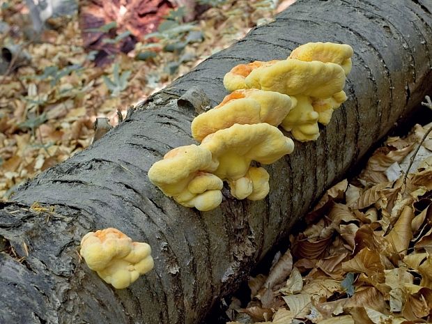 sírovec obyčajný Laetiporus sulphureus (Bull.) Murrill