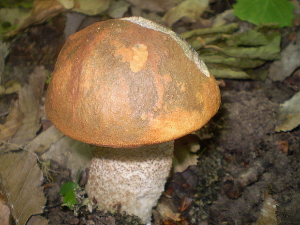 kozák dubový Leccinum aurantiacum (Bull.) Gray