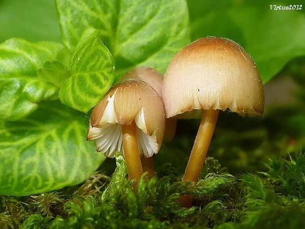 prilbička žltohlúbiková Mycena renati Quél.