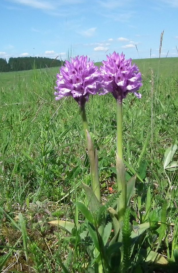 neotinea trojzubá Neotinea tridentata (Scop.) R. M. Bateman, Pridceon et M. W. Chase