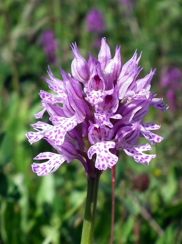 neotinea trojzubá Neotinea tridentata (Scop.) R. M. Bateman, Pridceon et M. W. Chase