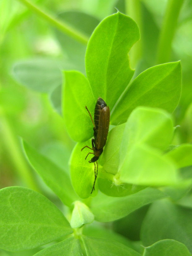 stehnáč Oedemera podagrariae