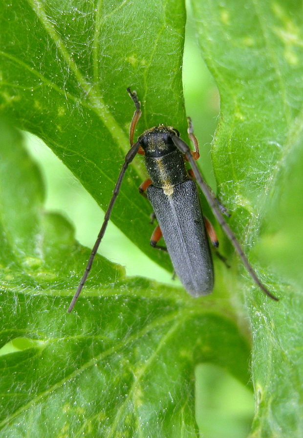 vrzúnik mrkvový Phytoecia icterica Schaller, 1783