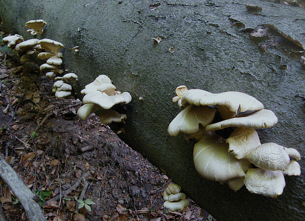 hliva buková Pleurotus pulmonarius (Fr.) Quél.