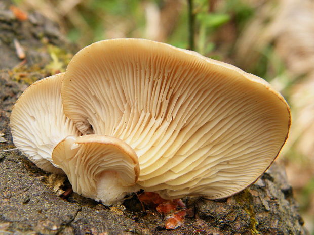 hliva buková Pleurotus pulmonarius (Fr.) Quél.