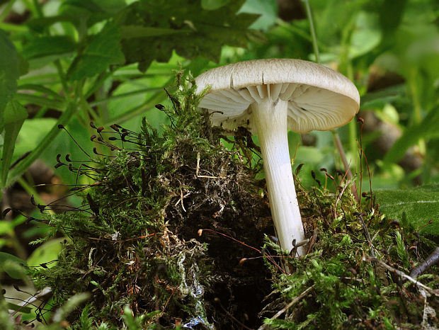 štítovka Pluteus sp.