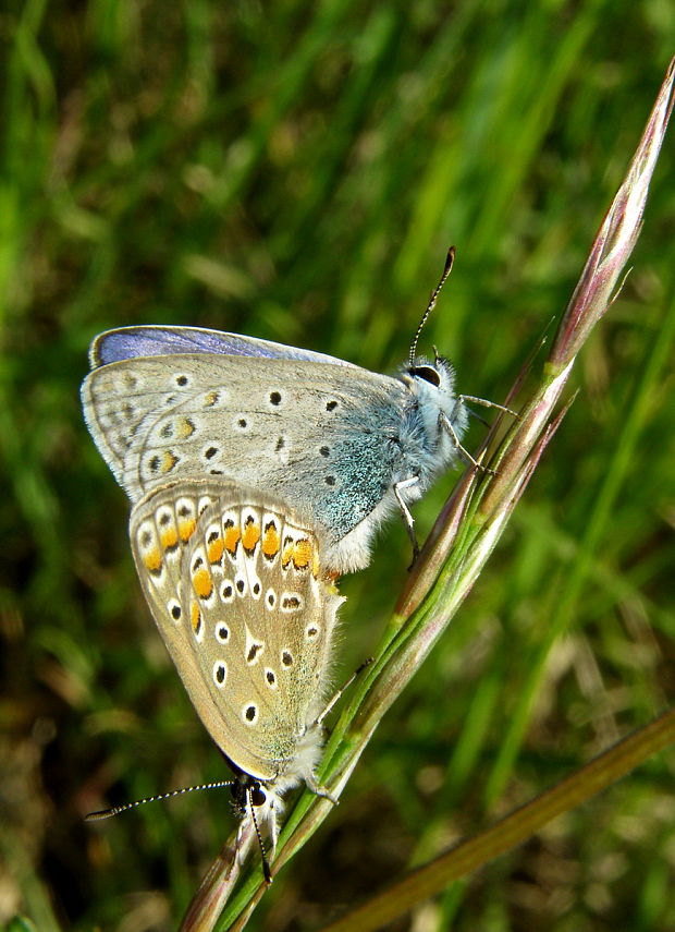 modračik obyčajný Polyommatus icarus