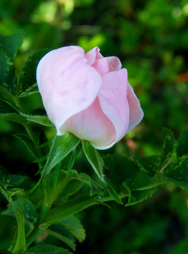 ruža šípová Rosa canina L.