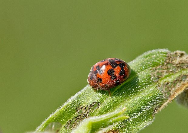 Subcoccinella vigintiquatuorpunctata