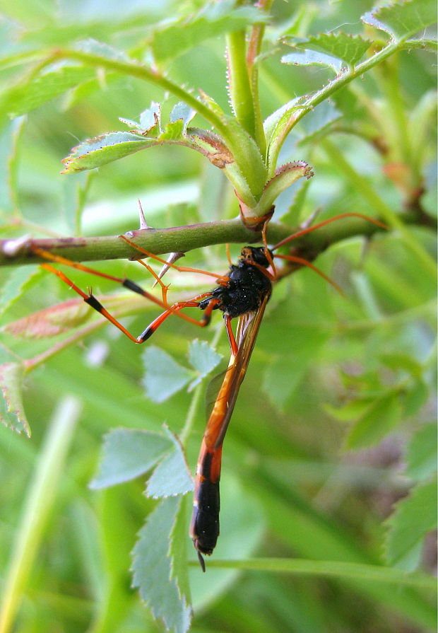 lumok Therion circumflexum