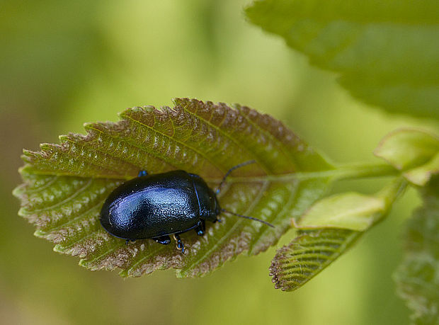 mandelinka tmavomodrá   Oreina caerulea