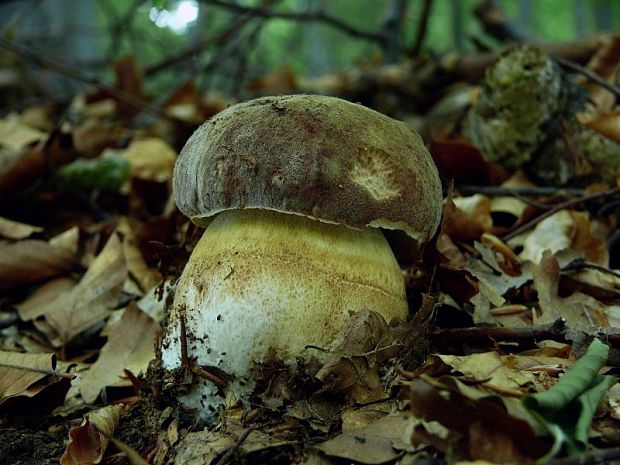 hríb sosnový Boletus pinophilus Pil. et Dermek in Pil.