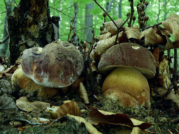 hríb sosnový Boletus pinophilus Pil. et Dermek in Pil.