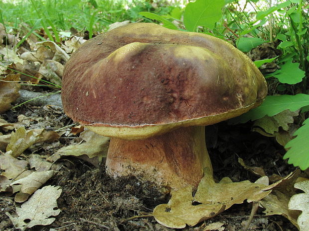 hríb sosnový Boletus pinophilus Pil. et Dermek in Pil.