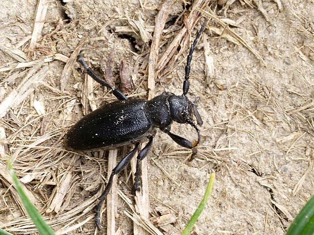 fuzáč čierny Carinatodorcadion aethiops