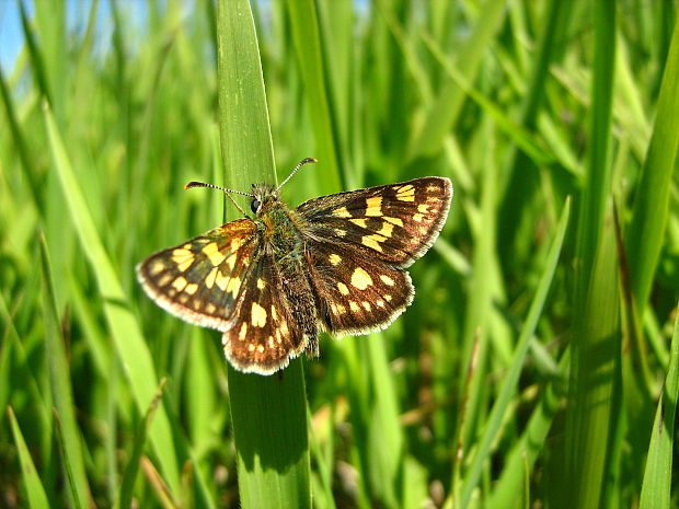 súmračník skorocelový Carterocephalus palaemon