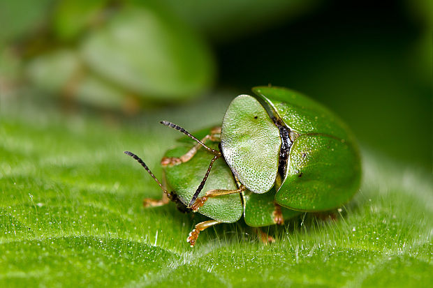 štítnatec zelený Cassida viridis