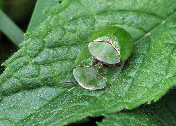 štítnatec zelený Cassida viridis (L.) Willd.