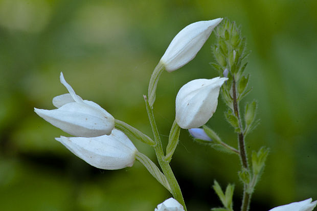 prilbovka dlholistá Cephalanthera longifolia (L.) Fritsch