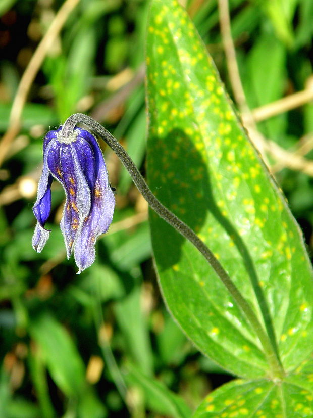 plamienok celistvolistý Clematis integrifolia L.