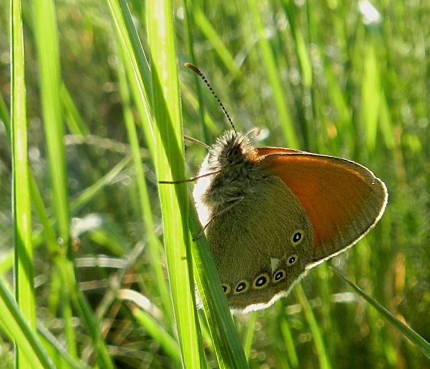 očkáň traslicový Coenonympha glycerion