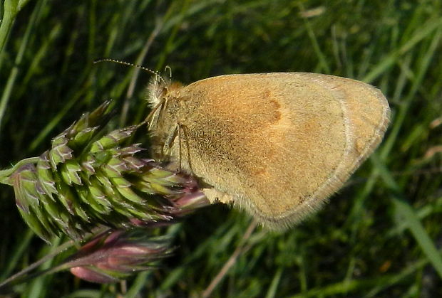 očkáň pohánkový Coenonympha pamphilus