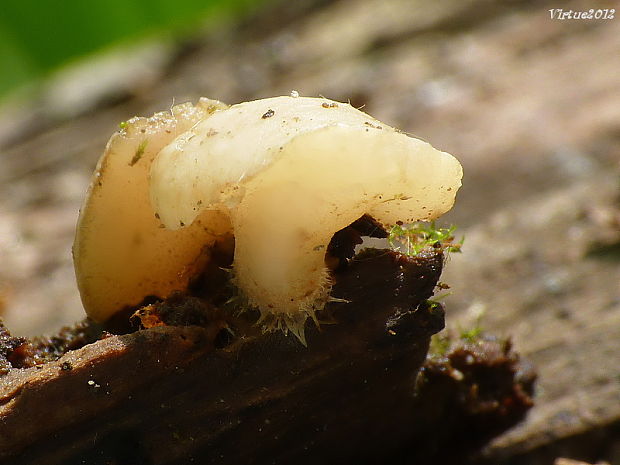 vodnička obyčajná Cudoniella clavus (Alb. & Schwein.) Dennis