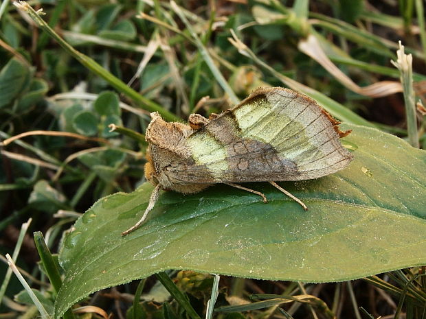 mora zlatistá Diachrysia chrysitis