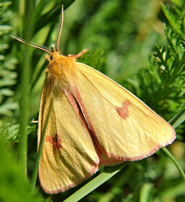 spriadač chrastavcový  Diacrisia sannio