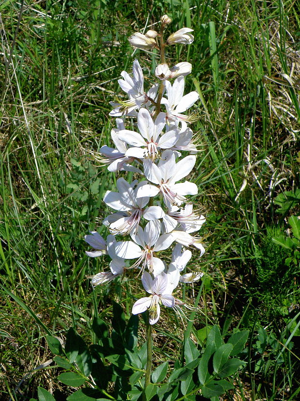 jasenec biely (albín) Dictamnus albus L.