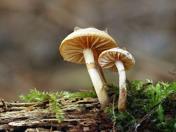 kapucňovka Galerina sp.