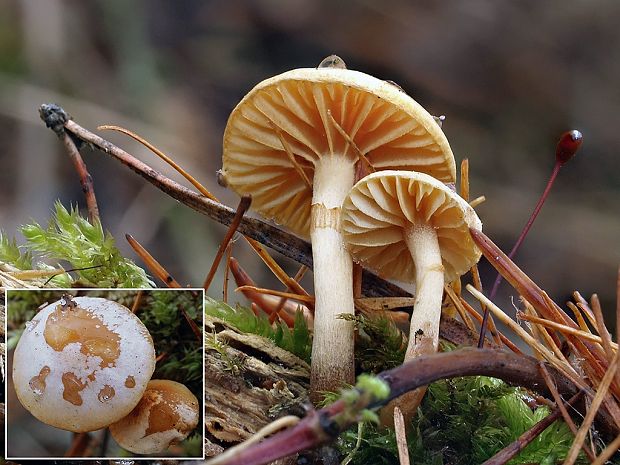 kapucňovka Galerina sp.