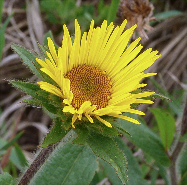 oman srstnatý Inula hirta L.