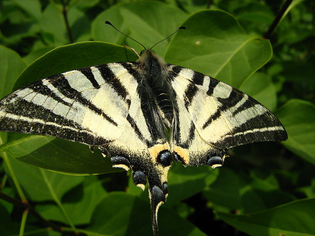 vidlochvost ovocný Iphiclides podalirius