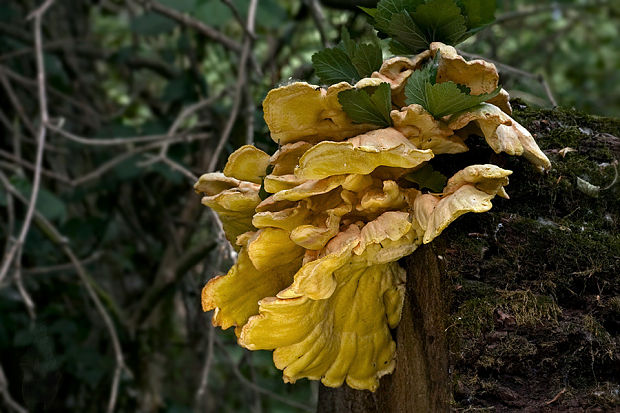 sírovec obyčajný Laetiporus sulphureus (Bull.) Murrill