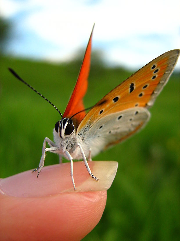 ohniváčik veľký  Lycaena dispar