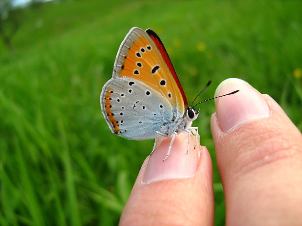 ohniváčik veľký  Lycaena dispar