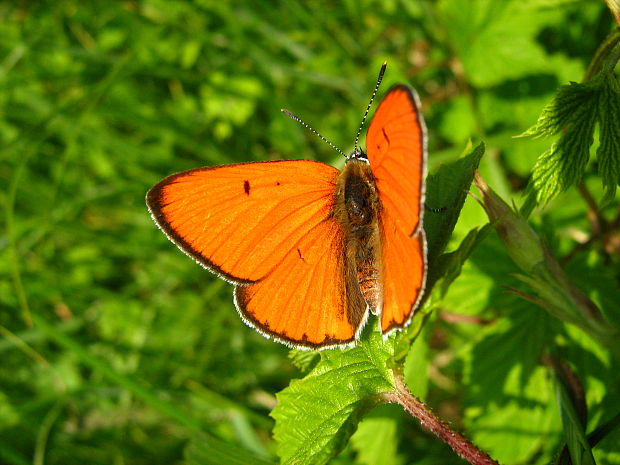 ohniváčik veľký  Lycaena dispar