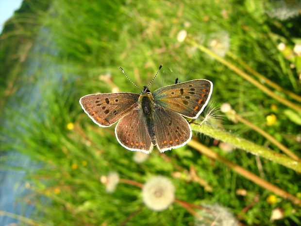 ohniváčik čiernoškvrnný Lycaena tityrus