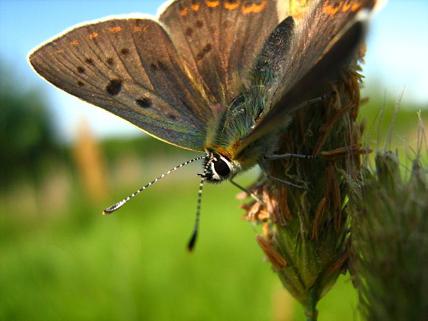 ohniváčik čiernoškvrnný Lycaena tityrus