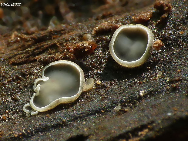 molízia Mollisia sp.