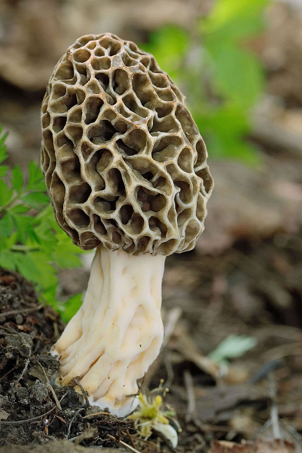 smrčok jedlý Morchella esculenta (L.) Pers.