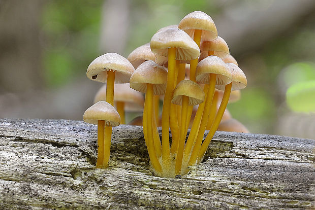 prilbička žltohlúbiková Mycena renati Quél.