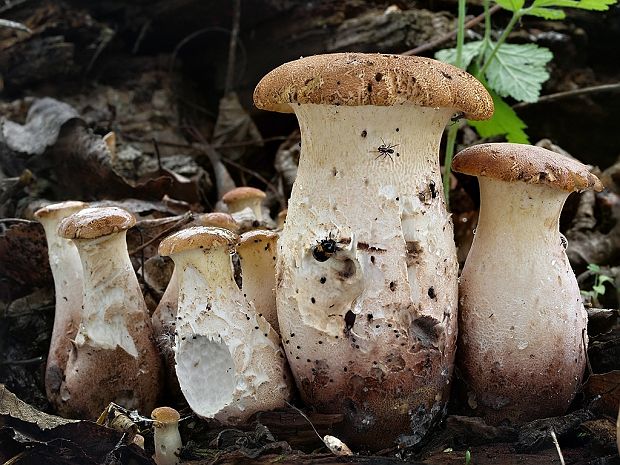 húževnatec pohárovitý Neolentinus schaefferi Redhead & Ginns