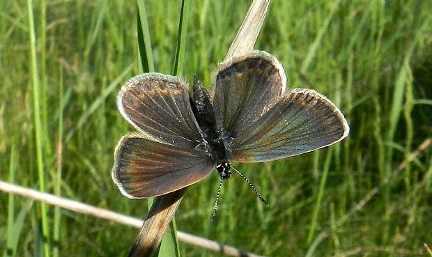 modráčik čiernoobrúbený-samička Plebejus argus