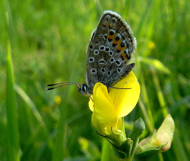 modráčik čiernoobrúbený Plebejus argus