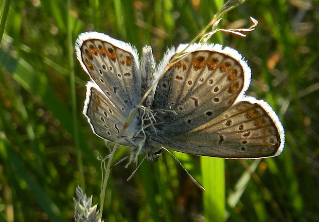 modráčik čiernoobrúbený Plebejus argus