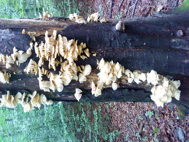 hliva Pleurotus sp.